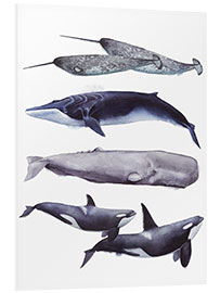 Foam board print Whales I