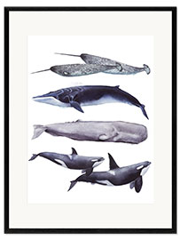 Kehystetty taidepainatus Whales I