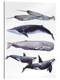 Gallery print Whales I