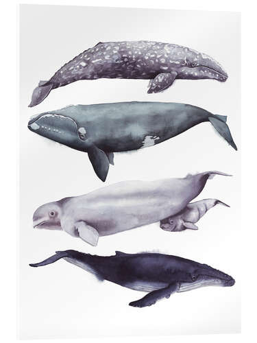 Acrylic print Whales II