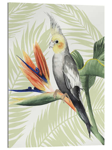 Gallery print Cockatiel II