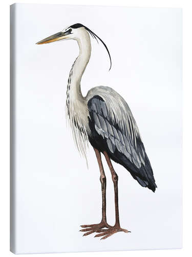 Canvas print Great Blue Heron