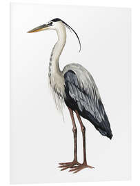 Foam board print Great Blue Heron