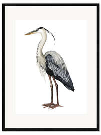 Ingelijste kunstdruk Great Blue Heron