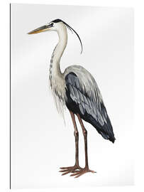 Galleriprint Great Blue Heron