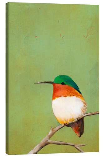 Canvas print Resting Hummingbird