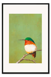 Gerahmter Kunstdruck Ruhender Kolibri