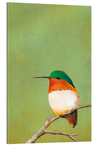 Gallery Print Ruhender Kolibri