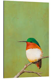 Magnettafel Ruhender Kolibri