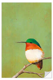 Wall sticker Resting Hummingbird