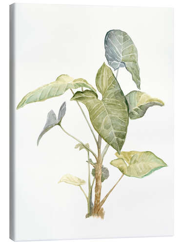 Canvas print Tropical plant I