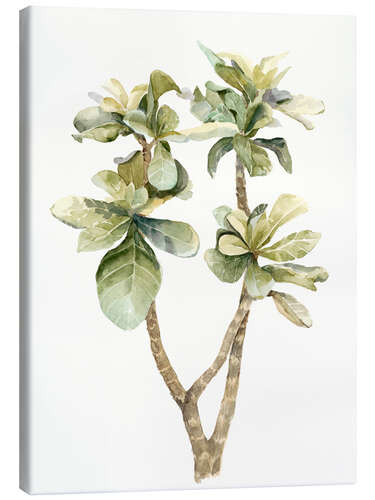 Canvas print Tropical plant II