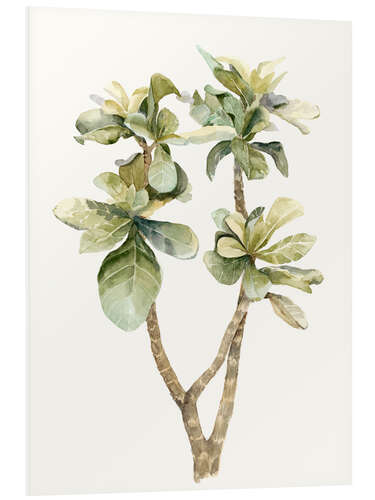 Foam board print Tropical plant II