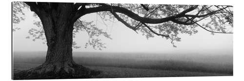 Gallery print Old tree on a farm