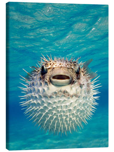 Lærredsbillede Inflated puffer fish