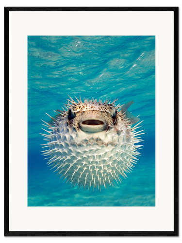 Framed art print Inflated puffer fish