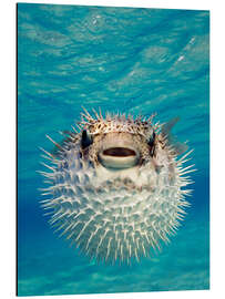 Magnettafel Aufgeblasener Kugelfisch