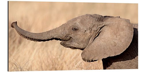 Tableau en aluminium Éléphanteau dans la savane