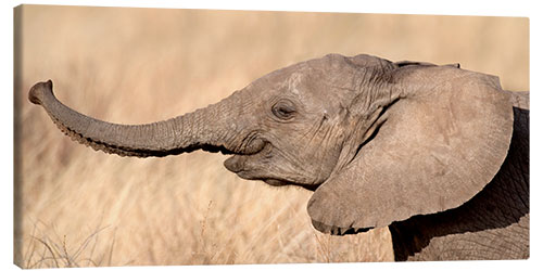 Canvas print Elephant calf in the savannah