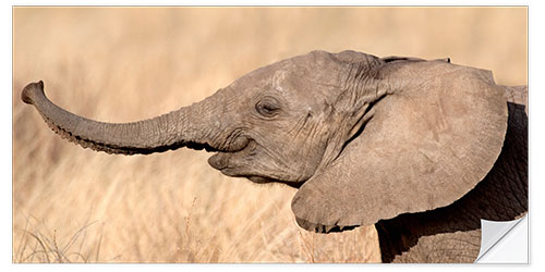 Sisustustarra Elephant cub in the savannah