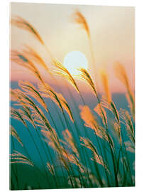 Acrylic print  Reed in the sunset