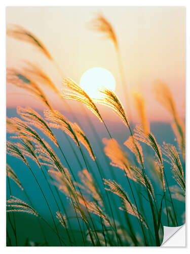 Selvklebende plakat Reed in the sunset