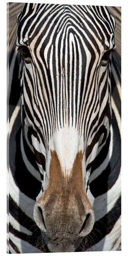 Acrylic print Zebra portrait