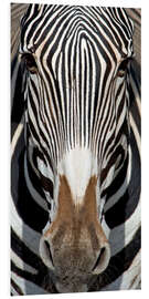 Foam board print Zebra portrait