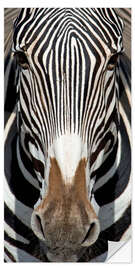 Muursticker Zebra portrait