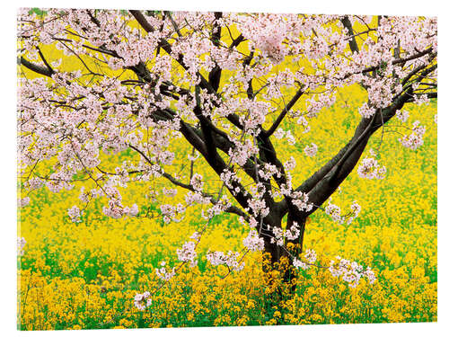 Acrylic print Flowering cherry tree in mustard field