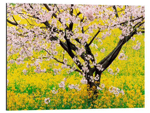 Cuadro de aluminio Cerezo en flor en un campo amarillo