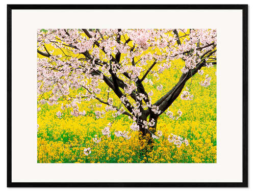 Impresión de arte enmarcada Cerezo en flor en un campo amarillo