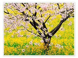 Poster Flowering cherry tree in mustard field