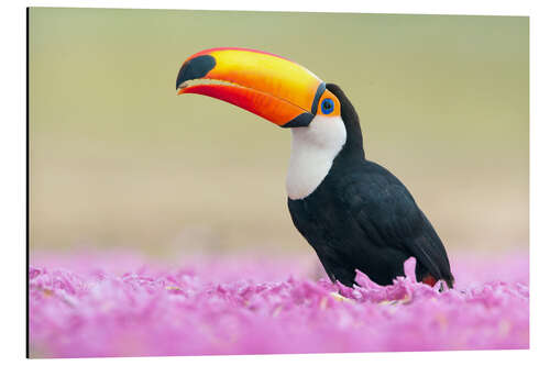 Aluminiumsbilde Toucan in the sea of flowers