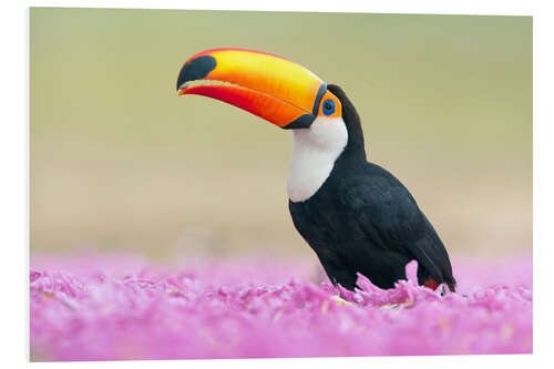 Foam board print Toucan in the sea of flowers