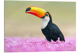 Gallery print Toucan in the sea of flowers