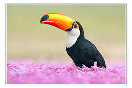 Poster  Toucan in the sea of flowers