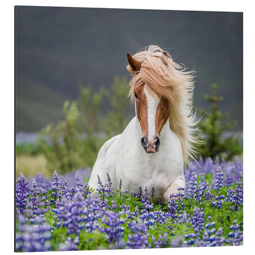 Aluminium print Glamorous Icelandic horse in lupine field