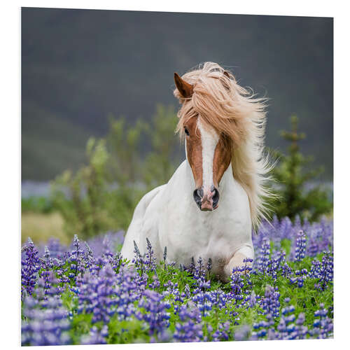 PVC-taulu Glamorous Icelandic horse in lupine field