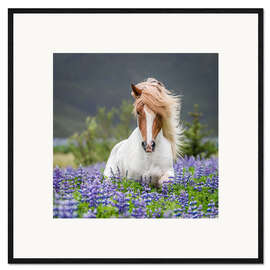 Impressão artística com moldura Cavalo islandês glamouroso no campo de tremoço