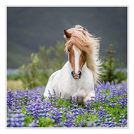 Tavla  Glamorous Icelandic horse in lupine field