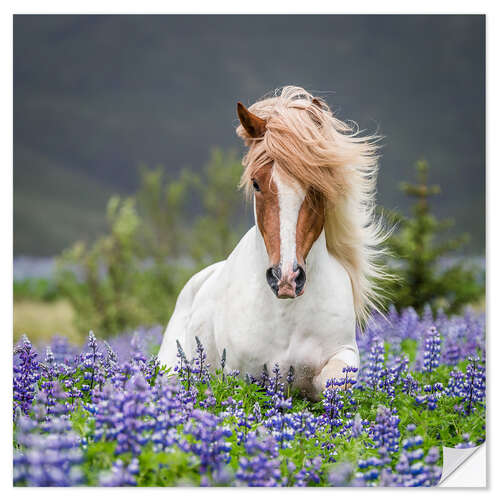 Sticker mural Cheval islandais dans un champ de lupins