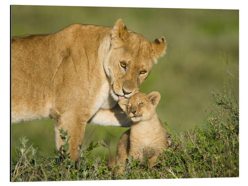 Aluminium print Lion mother with cub