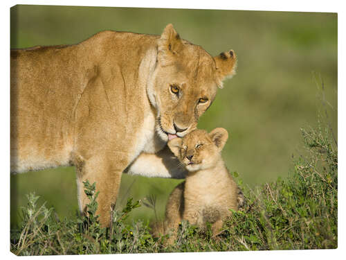 Stampa su tela Lion madre con cucciolo