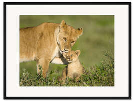 Gerahmter Kunstdruck Löwenmutter mit Jungem