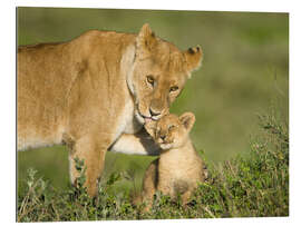 Galleritryk Lion mother with cub