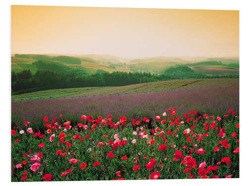 Tableau en PVC Coquelicots dans un paysage verdoyant