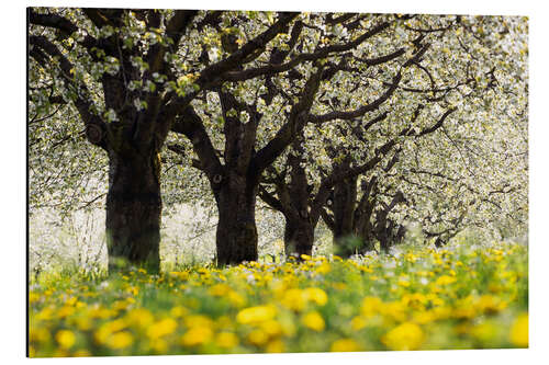 Aluminiumsbilde Cherry blossom in the Black Forest