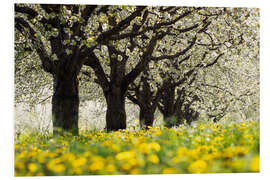 Foam board print Cherry blossom in the Black Forest