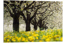 Gallery print Cherry blossom in the Black Forest